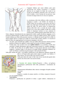 anatomia del sistema linfatico - Istituto Magistrale GB Vico
