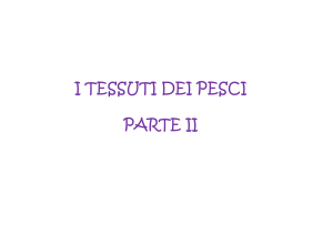 I tessuti dei pesci - PARTE II