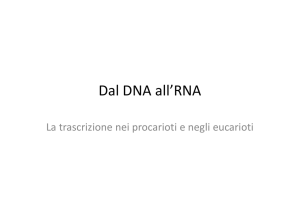 Dal DNA all`RNA - I blog di Unica