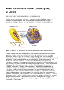 Lezione in PDF