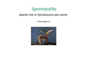Lezione 6 - Spermatofite File