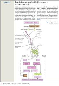 Regolazione ormonale del ciclo ovarico e contraccettivi orali