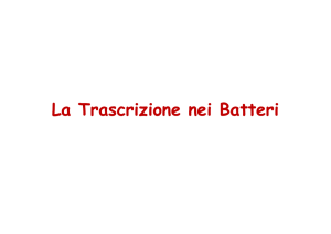 La Trascrizione Trascrizione nei Batteri La Trascrizione Trascrizione