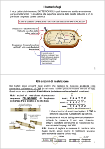 I batteriofagi 1 Gli enzimi di restrizione