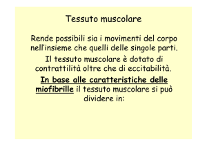 Tessuto muscolare