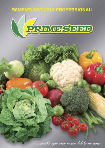 Professional Vegetable Seeds PRIME SEED