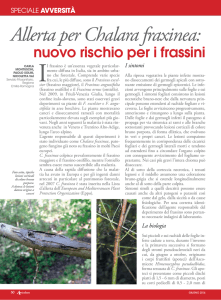 Allerta per Chalara fraxinea - Agricoltura Regione Emilia