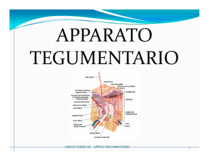 apparato tegumentario