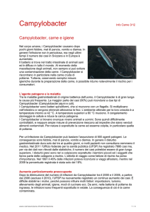 Campylobacter, carne e igiene