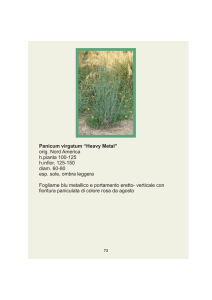 Panicum virgatum “Heavy Metal” orig. Nord America h.pianta 100