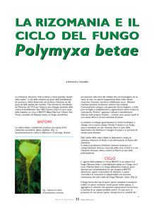 la rizomania e il ciclo del fungo la rizomania e il