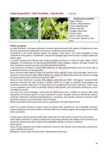 Calea Zacatechichi - OldPassionPlant Coltivazione piante di