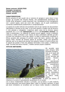 Avvoltoio Nome comune di vari uccelli che si nutrono di carogne e