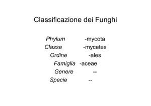 Classificazione funghi - Istituto Serpieri Bologna