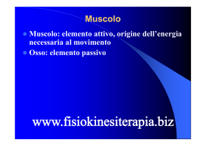 Muscolo - Fisiokinesiterapia