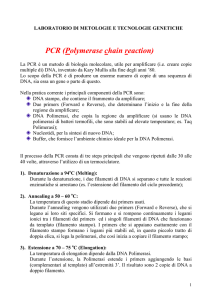 PCR (Polymerase chain reaction) - Servizio di Hosting di Roma Tre