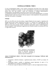 Virus di Schmallenberg