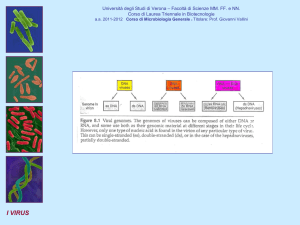 i virus - Dipartimento di Biotecnologie