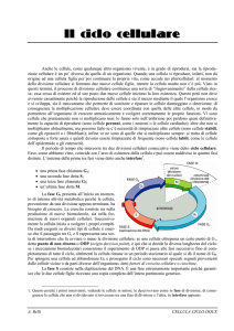 Il ciclo cellulare