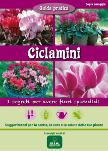 Ciclamini - Bia Garden Store