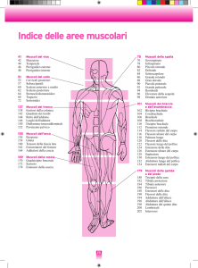 Indice delle aree muscolari