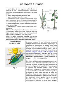 le piante - Share Dschola