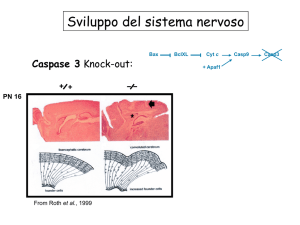 Sviluppo del sistema nervoso