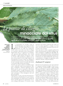 Le piante di ciliegio minacciate dai virus