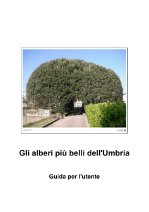 qui - Alberi di rilevante interesse