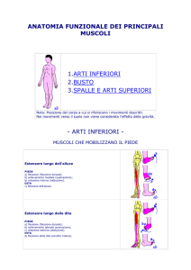 anatomia funzionale dei principali muscoli