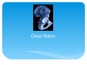 Osso Iliaco - Nuova Scuola di Osteopatia