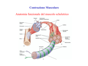 Muscolo Scheletrico e Liscio File - Progetto e