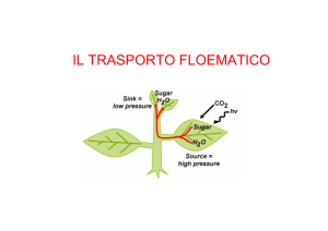 lez 4 Trasporto Floematico 10 - Università degli Studi di Roma "Tor