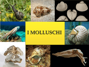 I molluschi - CapovolgiLeScienze