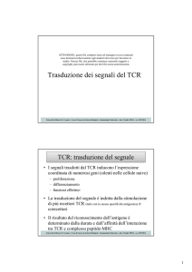 TCR – trasduzione segnale