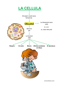 La Cellula, Esseri Unicellulari e Pluricellulari, Cellula Animale e