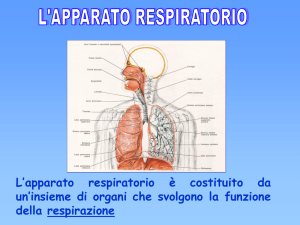 L`apparato respiratorio è costituito da un`insieme di organi che