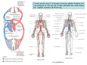 Dai ventricoli originano le arterie