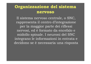 Organizzazione del sistema nervoso