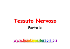 Tessuto Nervoso - Fisiokinesiterapia