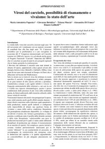 Virosi del carciofo, possibilità di risanamento e vivaismo: lo stato dell