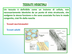 Lezione 6 Apici e Tessuti Meristematici File