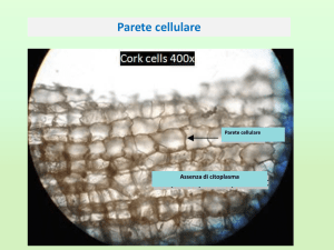 Lezione 4 Parete cellulare File