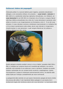 Psittacosi: febbre dei pappagalli