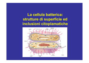 La cellula batterica: strutture di superficie ed inclusioni citoplamatiche