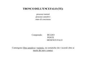 tronco dell`encefalo (te) - Facoltà di Medicina e Psicologia