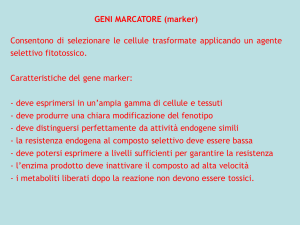 GENI MARCATORE (marker)