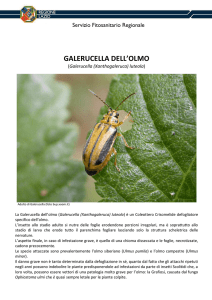 Opuscolo Galerucella