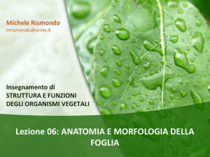 06 - La Foglia File - Progetto e