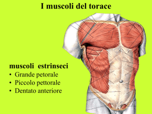 I muscoli del torace muscoli estrinseci